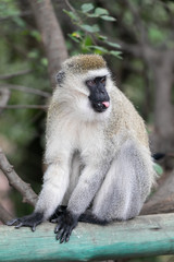 monkey tongue