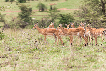 herd of impala