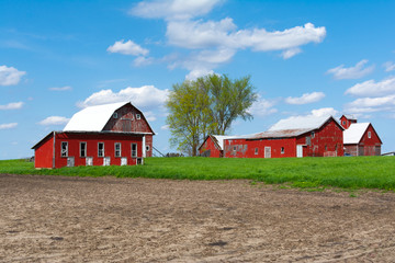 Fototapeta premium Farm in open field