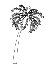 Tropical beach palm tree black and white