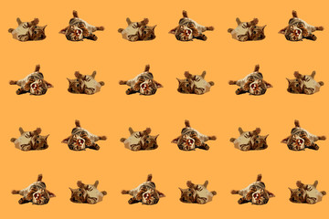 Kitten seamless pattern with orange background kids vector illustration with cats laying on their backs