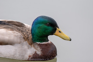A mallard duck profile view up close while it swims in a lake