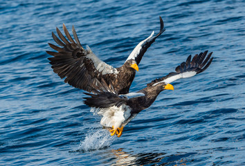 Adult Steller's sea eagles fishing. Scientific name: Haliaeetus pelagicus. Blue ocean background....