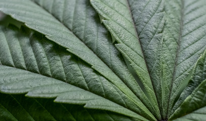 Alien OG Cannabis Fan Leaf Macro 2