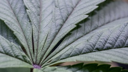 Alien OG Cannabis Fan Leaf Macro