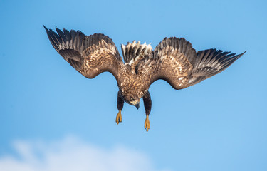 Juvenile White-tailed eagle in flight dive. Blue sky background.  Scientific name: Haliaeetus albicilla, also known as the ern, erne, gray eagle, Eurasian sea eagle and white-tailed sea-eagle.
