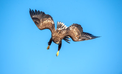 Juvenile White-tailed eagle in flight dive. Blue sky background.  Scientific name: Haliaeetus albicilla, also known as the ern, erne, gray eagle, Eurasian sea eagle and white-tailed sea-eagle.