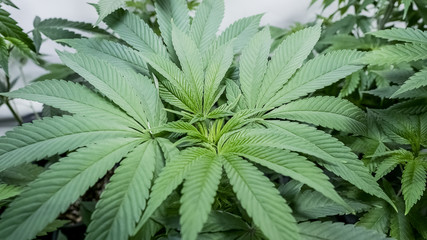 Early Alien OG Cannabis Plant Top
