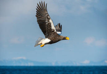 Adult Steller's sea eagle in flight. Scientific name: Haliaeetus pelagicus. Sky background. Natural Habitat.