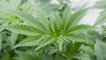 Monkey Bread Cannabis Plant In Veg