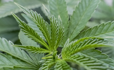 Monkey Bread Cannabis Plant Top