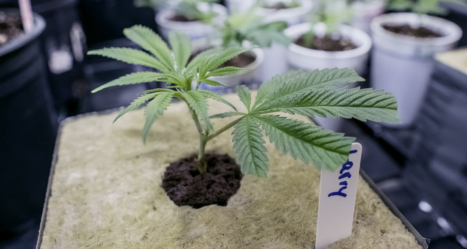 Larry OG Cannabis Clone In Growing Block