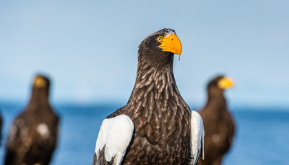 Close up portrait of Adult Steller's sea eagle.  Scientific name: Haliaeetus pelagicus. . Blue background.
