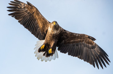 Adult White-tailed eagle in flight. Front view. Sky background. Scientific name: Haliaeetus albicilla, also known as the ern, erne, gray eagle, Eurasian sea eagle and white-tailed sea-eagle.