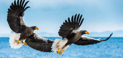 Adult Steller's sea eagles fishing. Scientific name: Haliaeetus pelagicus. Blue ocean background....
