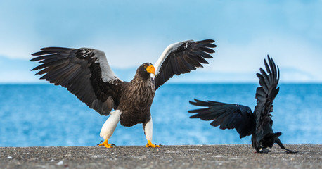 Adult Steller's sea eagle landing.  Scientific name: Haliaeetus pelagicus. Blue sky and ocean background.  Winter Season.
