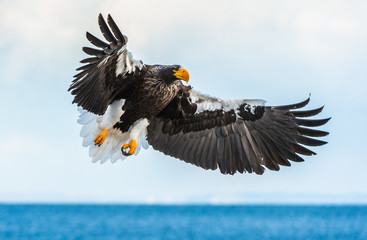 Adult Steller's sea eagle in flight. Scientific name: Haliaeetus pelagicus. Sky background. Natural Habitat.