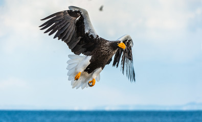Adult Steller's sea eagle in flight. Scientific name: Haliaeetus pelagicus. Sky background. Natural...