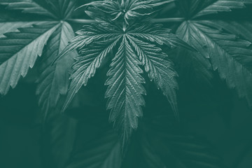 vegetation marijuana plants, CBD in hemp, cannabis cultivation, green background, Growing indica...