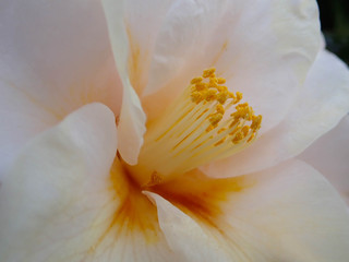 white flower with yellow center, close up
