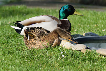 Stockentenpaar an einer Vogeltr&auml;nke