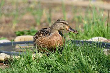 Stockentenweibchen badet in einer Vogeltränke