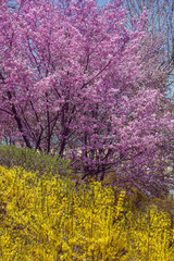 Pink and yellow flowers in May. Blooming trees
