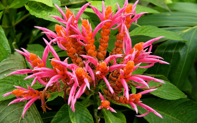 Coral Aphelandra