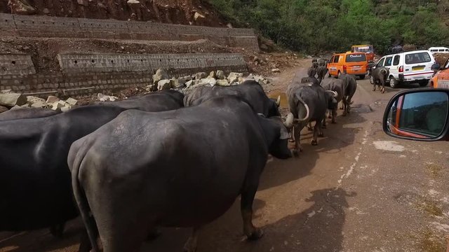 Handheld, tracking, exterior shot inside car driving alongside herd of cows walking on side of road.