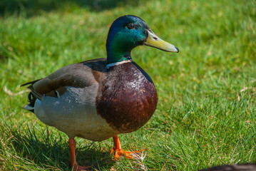 Naklejka na ściany i meble A wild mallard duck on the grass in richmond park.