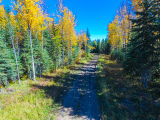 Fototapeta premium Forest