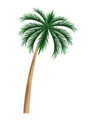 Tropical beach palm tree isolated