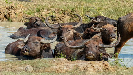 Wild Water Buffalo (Bubalus arnee), Yala National Park, Sri Lanka	