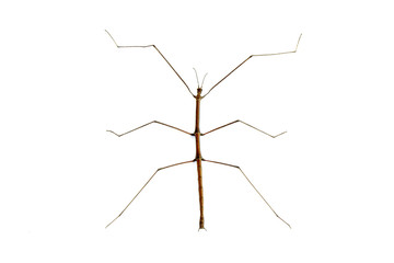 Stick insect or Phasmids (Phasmatodea or Phasmatoptera) also known as walking stick insects, stick-bugs, bug sticks or ghost insect. Brown stick insect isolated on white background.