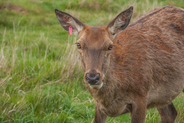 Deer looked at the camera in Richmond Park.