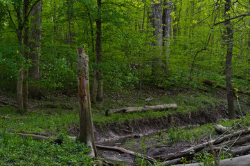 Evening in the Forest