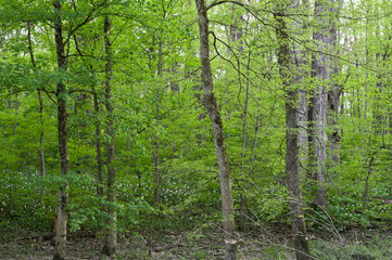 Obraz premium Spring in the Woods