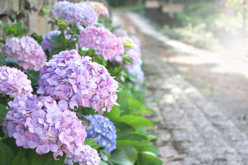 Beautiful pink and blue hydrangea and blurred road. Selective focus on flowers and lateral copy space.