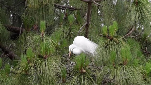 HD video of Great Egrets, also know as the common egret, perched in a Ponderosa Pine tree, working on building a nest. 