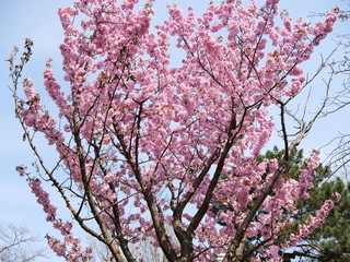 さくら