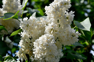 White lilac and bee in the garden.