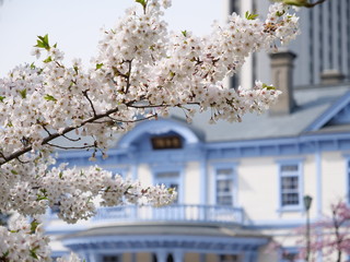 さくら、sakura