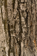 Background texture wood
