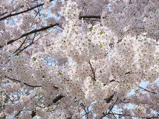 さくら、sakura