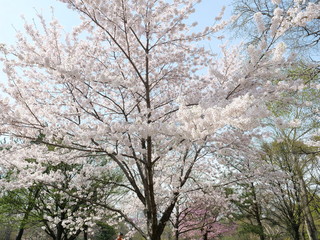 さくら、sakura