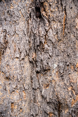 Background texture wood