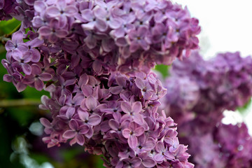 Lilac blooms in spring in the garden on a sunny day.