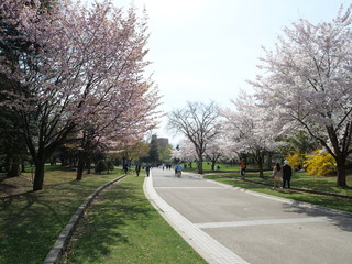 さくら、sakura