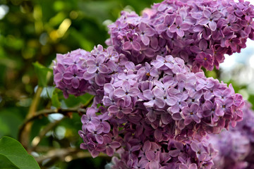Lilac blooms in spring in the garden on a sunny day.