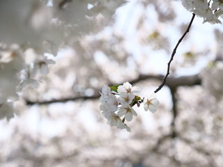 さくら、sakura